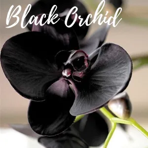 Black Orchid