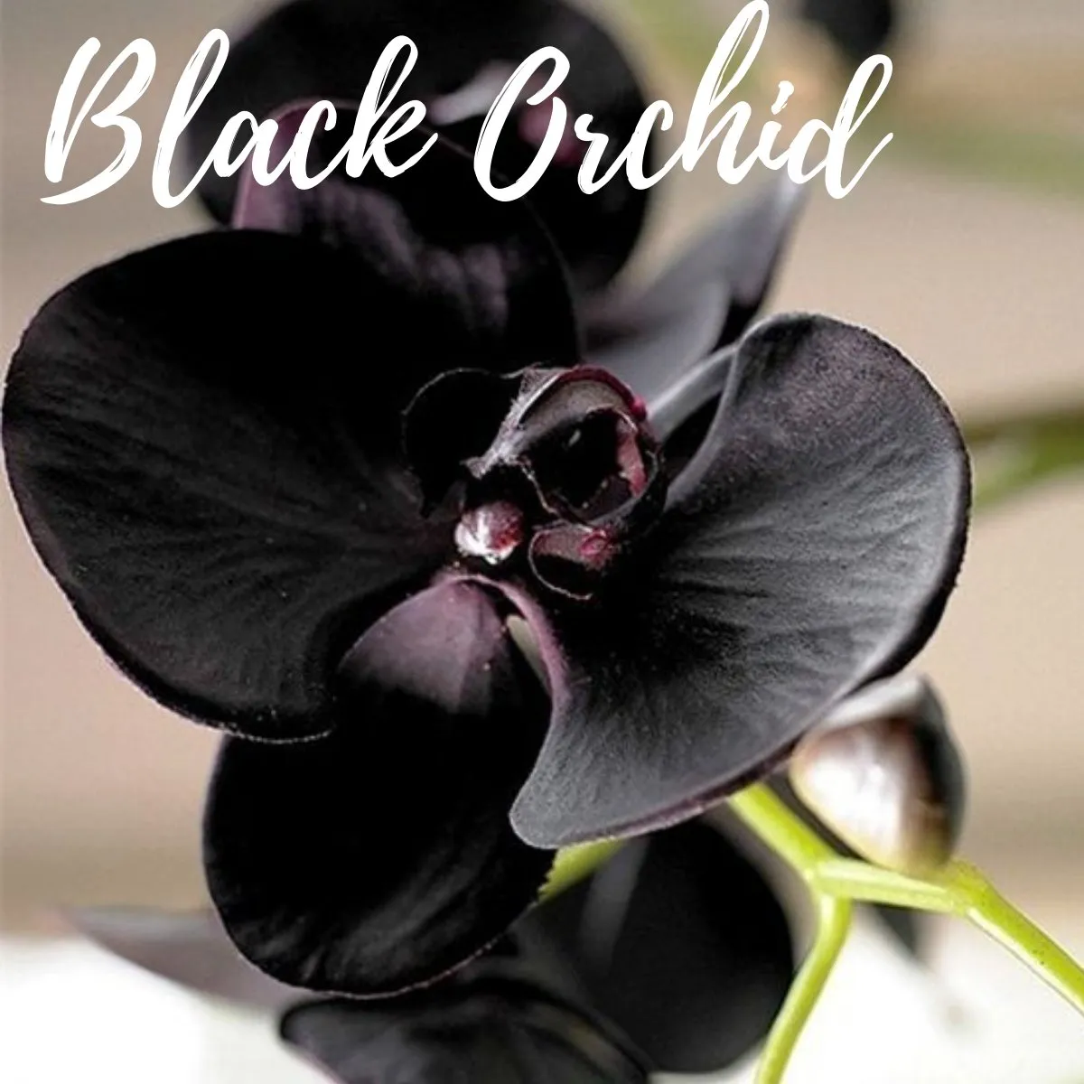 Black Orchid