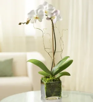 Elegant White Orchid