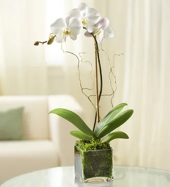 Elegant White Orchid
