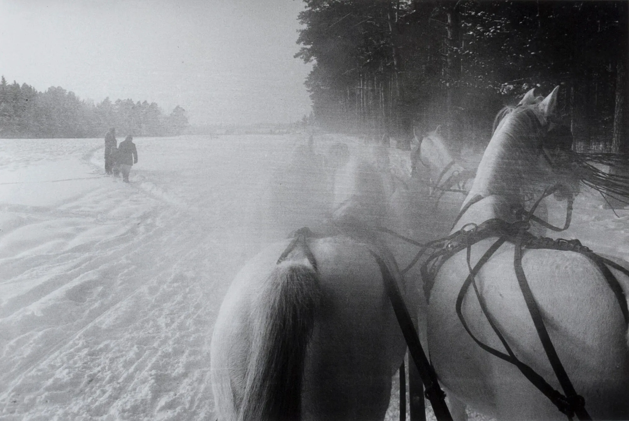 Five horse sleigh on a stud farm 40 miles west of Moscow (Schlitten, Russland)