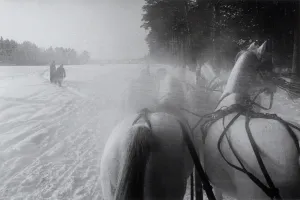 Five horse sleigh on a stud farm 40 miles west of Moscow (Schlitten, Russland)