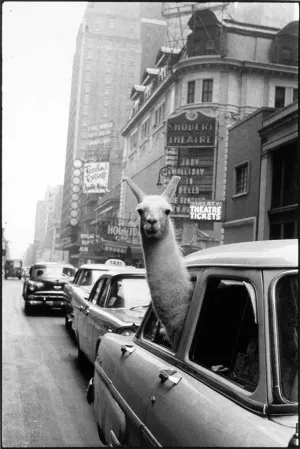 Llama in Times Square