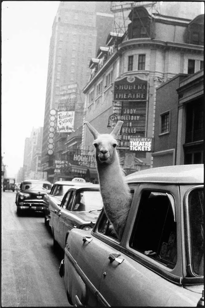 Llama in Times Square
