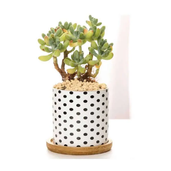 Set of 3 Black and White Geometric Print Planters